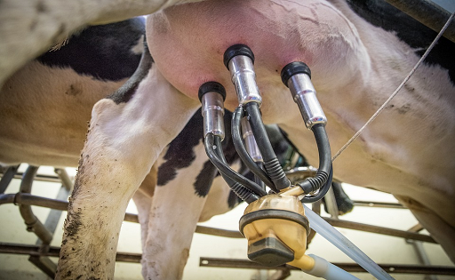 Leche en tambo sube 16 % interanual en Uruguay